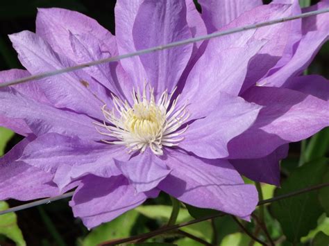 My Clematis - New England