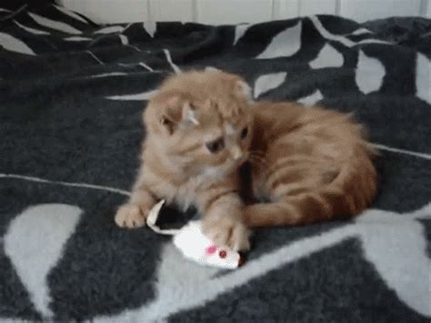 Scottish Fold Munchkin Cat 