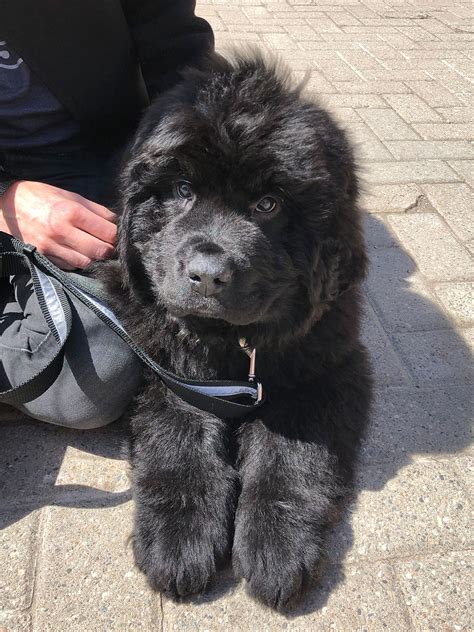 Newfoundland puppy : r/aww