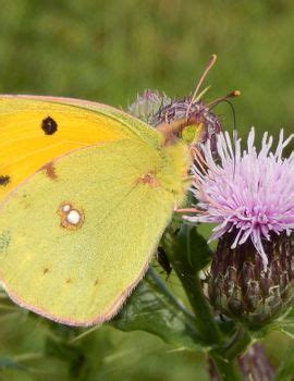 De Vlinderstichting Vlinder Oranje Luzernevlinder Colias Crocea