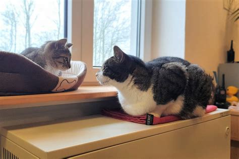 Kater Klaus Und Mini Mia Land Der Tiere