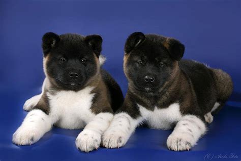 Puppies for Sale-American Akita | Jelena Dogshows