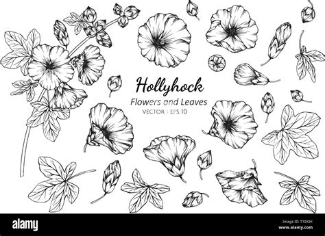 Collection set of hollyhock flower and leaves drawing illustration. for ...