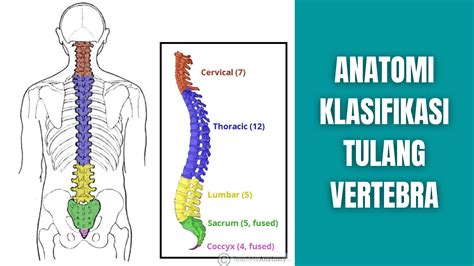 Tulang Belakang Vertebral Kolom Lumbar Vertebra Anatomi Sistem Kerangka | Porn Sex Picture