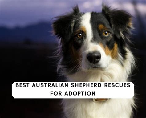 6 Best Australian Shepherd Rescues For Adoption