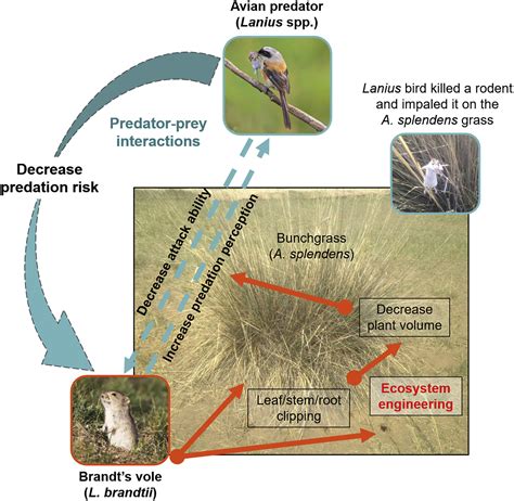 rodent herbivore reduces  predation risk  ecosystem