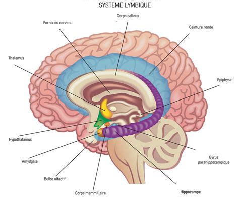 Hippocampe cerveau définition schéma