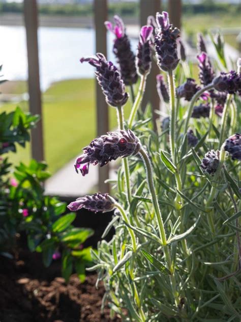 7 Tips For Growing Lavender In Planters