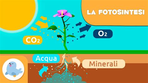 Video Della Cellula E Della Pianta