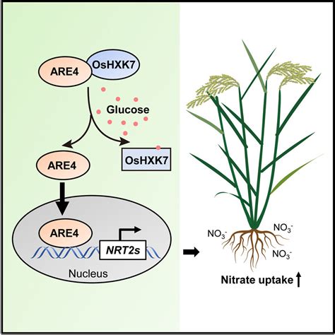 Scientists Reveal Molecular Interaction Of Carbon Nitrogen Metabolism