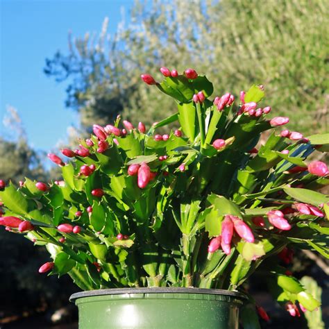 Buy Holiday Cactus Schlumbergera Online Red Flowers Planet Desert