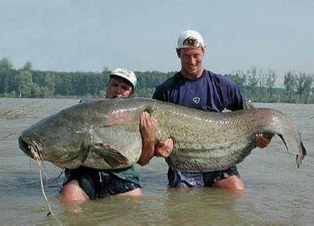 World Record Catfish, The Largest Catfish Ever Caught