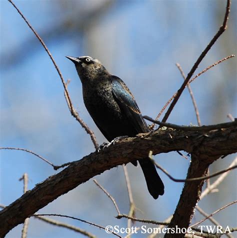 Tennessee Watchable Wildlife | Rusty Blackbird - Habitat: 1