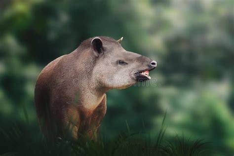 Lowland Tapir Showing Teeth or South American Tapir Stock Image - Image ...