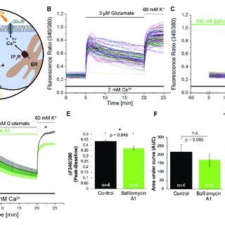 The V Atpase Blocker Bafilomycin A Does Not Affect Glutamate Induced