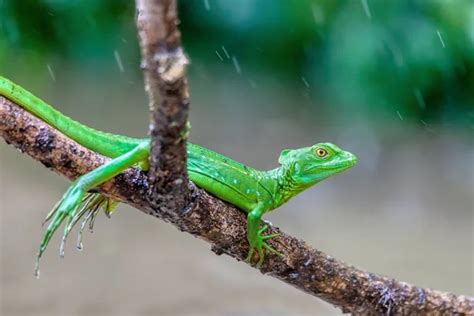 Fotos De Groene Basilisk Imagens De Groene Basilisk Sem Royalties