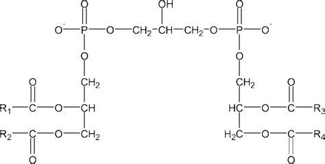 Phytin Fytiini