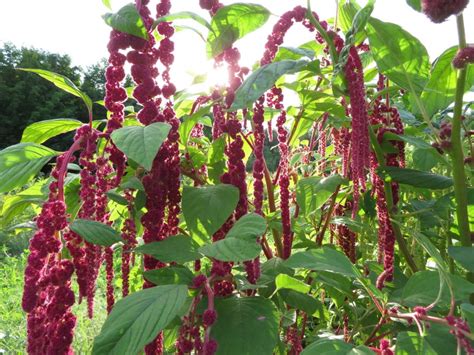 Amarantes Queue De Renard Mix Semences Le Potager Ornemental De Catherine