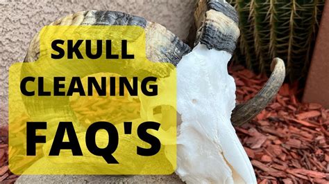 SKULL CLEANING FREQUENTLY ASKED QUESTIONS FAQ YouTube