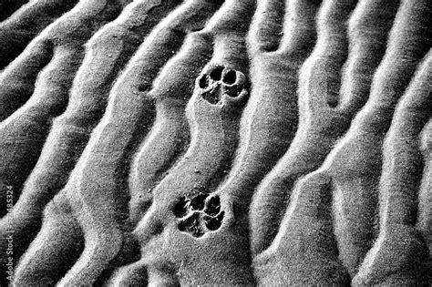 Zwei Tier Hund Tatzen Spuren Im Sand Am Meer Strand Schwarz Weiss Stock