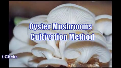 Easy Method Of Oyster Mushroom Cultivation Youtube