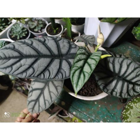 Jual Alocasia Silver Dragon Tanaman Hias Shopee Indonesia