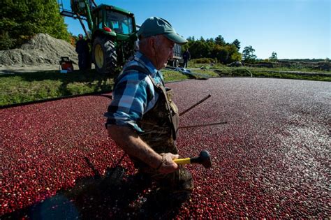 Este Día de Acción de Gracias los agricultores de arándanos se adaptan