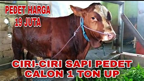 Ciri Ciri Sapi Pedet Super Calon Ton Up Sapi Limousin Harga Juta