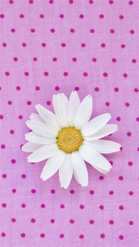 Pink Daisy Iphone Wallpaper