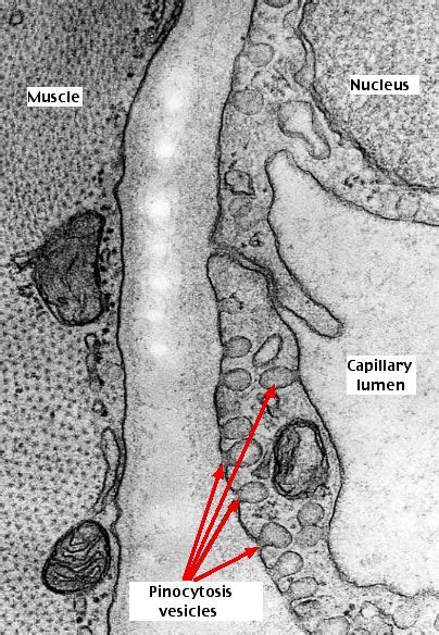 324 Endocytosis Biology Libretexts