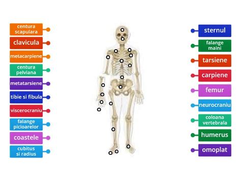 Scheletul Uman Labelled Diagram