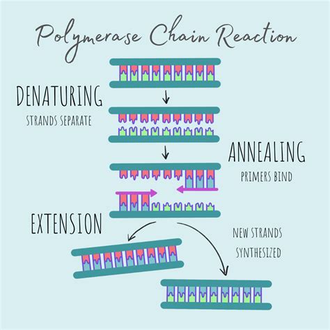 Function Of Taq Dna Polymerase In Pcr Artofit