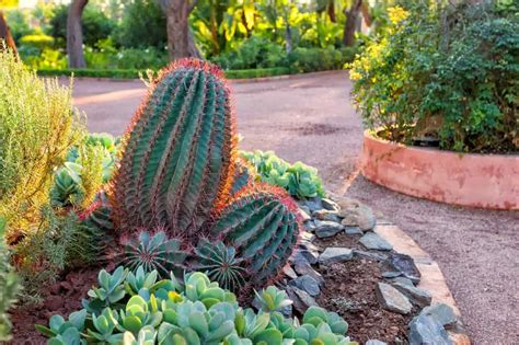 20 Stunning Cactus Garden Ideas (Photo Gallery) – Home Awakening