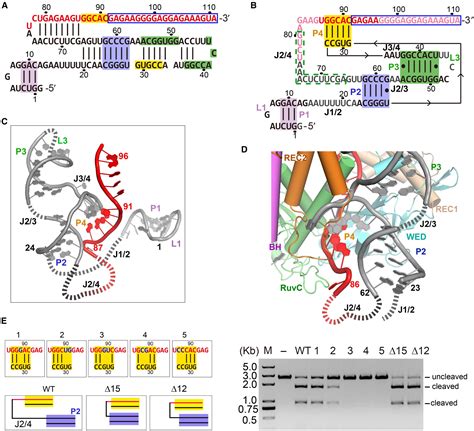 C2c1 SgRNA Complex Structure Reveals RNA Guided DNA Cleavage Mechanism