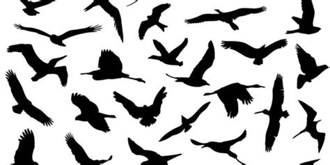 Flying Bird Shadow - ClipArt Best