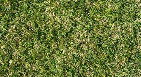 What Is The Best St Augustine Grass Seed Reviews Buyers Guide