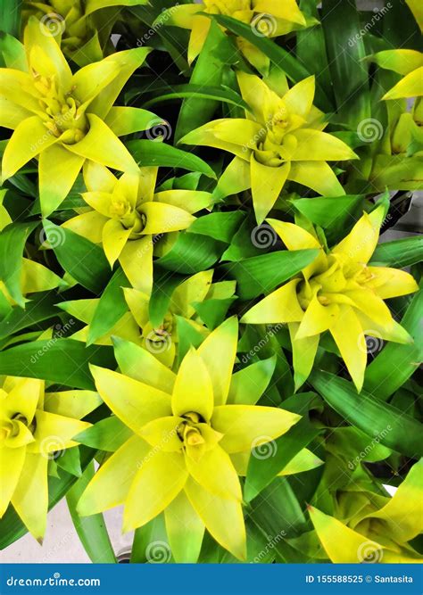 Bromeliad Plant Yellow Exotic Flower Canistropsis Billbergioides Stock