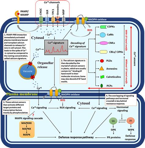 Frontiers The Captivating Role Of Calcium In Plant Microbe Interaction