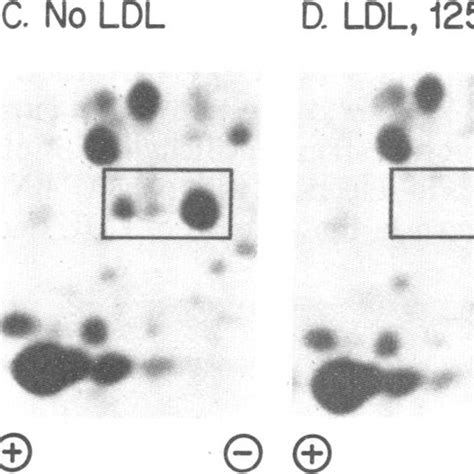 Hybridization Of 32p Labeled P53k 3 To Polyarna From Ut 1 Cells And