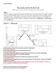 Cellular Resiration Review Pogil Pdf Refer To Model A What