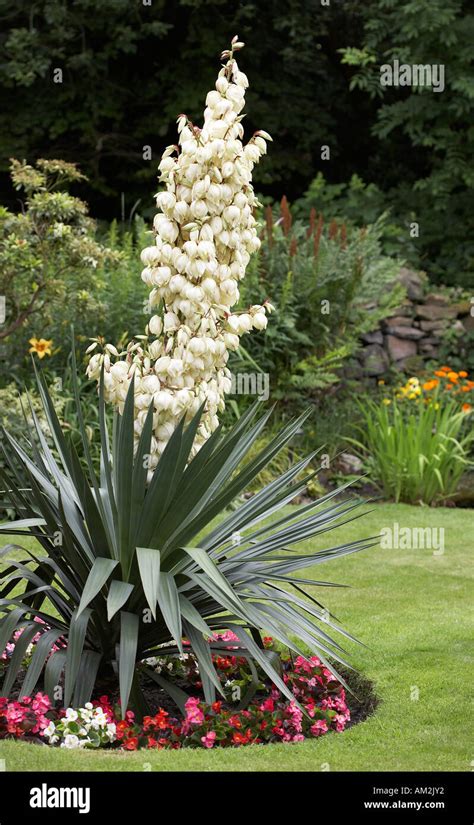 Flowering cordyline hi-res stock photography and images - Alamy