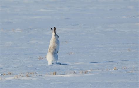 White-tailed Jackrabbit | Nature Manitoba