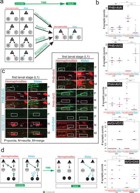 Synaptic pruning during development | Download Scientific Diagram