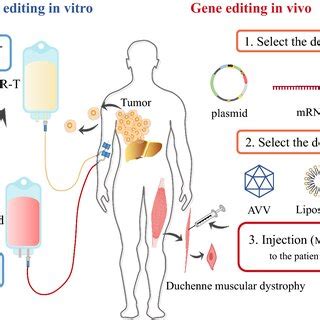 In vivo gene editing versus in vitro gene editing therapy | Download Scientific Diagram