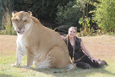 Liger Hercules In Guinness Book Of World Records