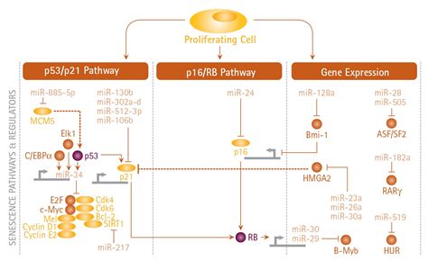 Cellular Senescence Life Science Research Merck