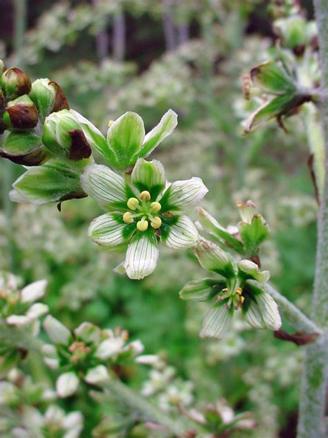 Vascular Plants Of The Gila Wilderness Veratrum Californicum