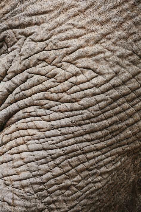 "Close Up Of Elephant Skin" by Stocksy Contributor "Cameron Zegers" - Stocksy