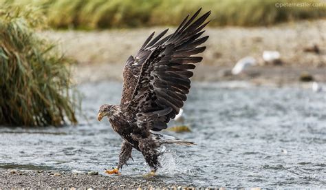 Juneau Alaska Wildlife Photography Juneau Photo Tours