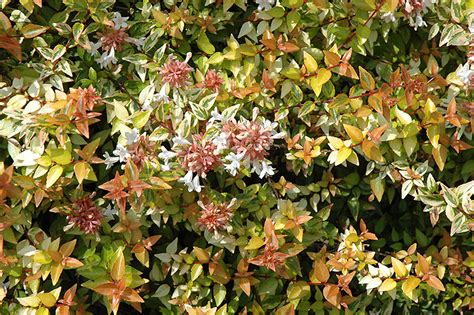 Kaleidoscope Abelia Abelia X Grandiflora Kaleidoscope In Issaquah